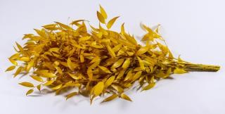 Fleuriste Phocealys végétaux stabilisés et secs - preserved and dried plants 0