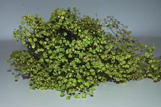 Fleuriste Phocealys végétaux stabilisés et secs - preserved and dried plants 0