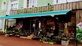 Fleuriste L'AMARYLLIS 0