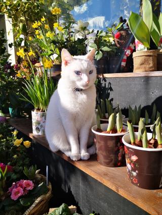 Fleuriste Les Fleurs de Diane 0