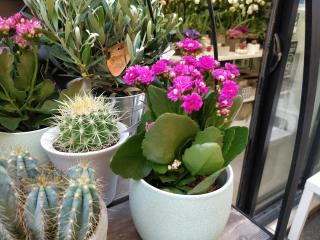 Fleuriste Pure Nature, Artisan Fleuriste Aix en Provence 0