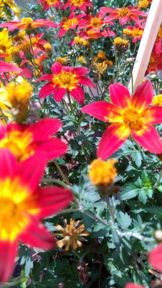 Fleuriste Fleuriste de Rognac - ValFlowers 2