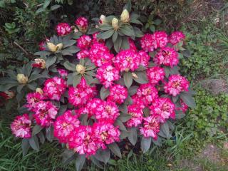 Fleuriste MAGIC FLEURS 0