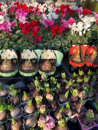 Fleuriste La Halle Fleurie 0