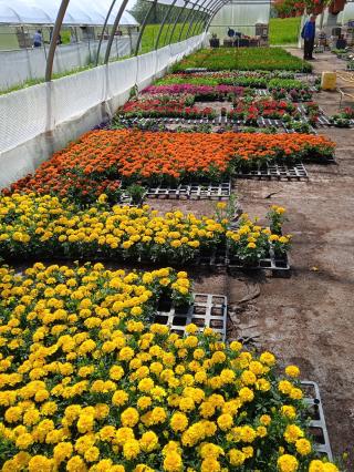 Fleuriste Arnaud Rattier Horticulture : fleurs annuelles à Villotte 2