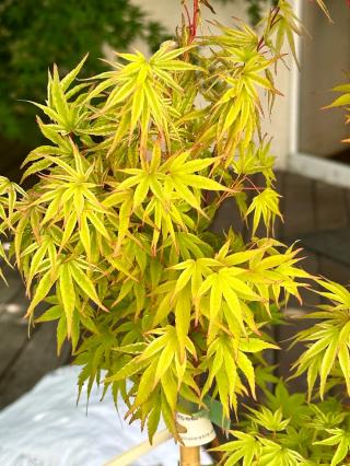 Fleuriste MAILLOT BONSAI SARL 0