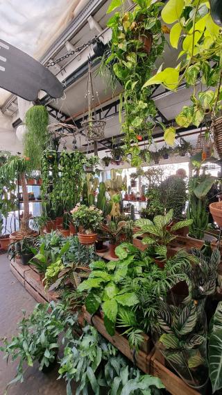 Fleuriste Shawnee Plantshop 0