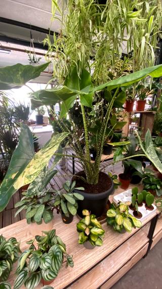 Fleuriste Shawnee Plantshop 0