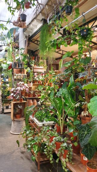 Fleuriste Shawnee Plantshop 0