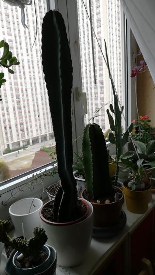 Fleuriste Shawnee Plantshop 0