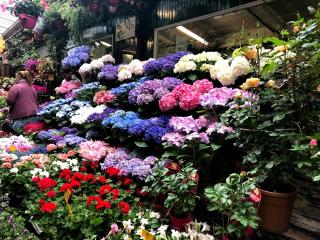 Fleuriste Shawnee Plantshop 0