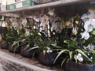 Fleuriste FLEURS DE LA PASSION 0