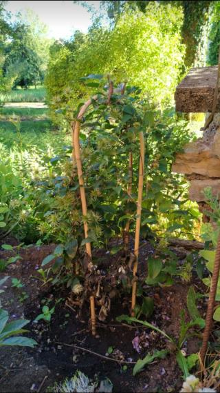 Fleuriste Fleurs VETTER 0