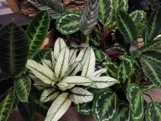 Fleuriste Mon Fleuriste PREFERE 0