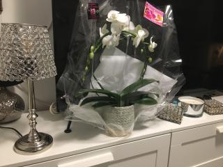 Fleuriste Au jardin d'orchidées 0