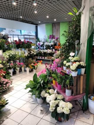 Fleuriste Anémones Fleurs 0