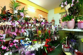 Fleuriste Vert Fleuri, Fleuriste Périgueux 0