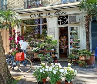 Fleuriste Camelia Blanc Fleuriste 0