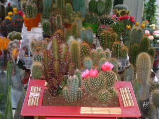 Fleuriste sarl L'UNIVERS fleurs 1