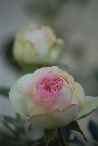 Fleuriste Le jardin de Lea 0