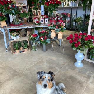 Fleuriste Début Mars - Architecture florale 0