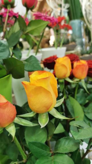 Fleuriste Passiflore 0