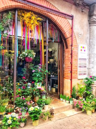 Fleuriste Alocasia 0