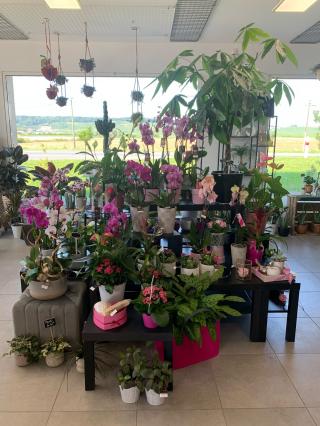 Fleuriste La Gayotte Fleurie 0