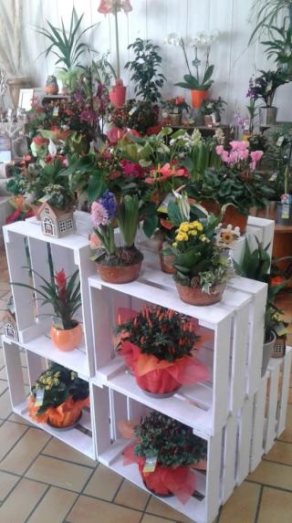 Fleuriste Au Jardin d'Eden 2