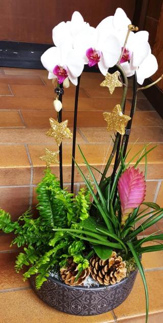 Fleuriste Graineterie HALBEISEN 0