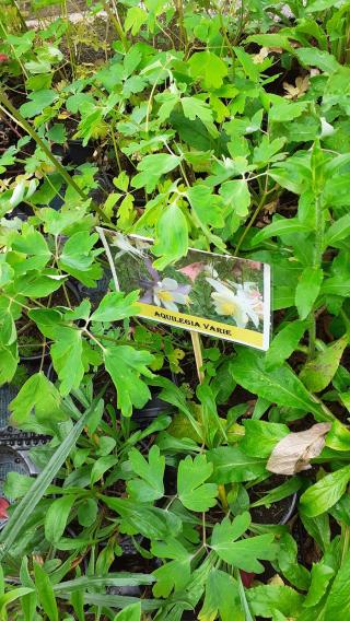 Fleuriste MINI GARDEN 0