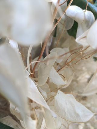 Fleuriste Belaflora 1