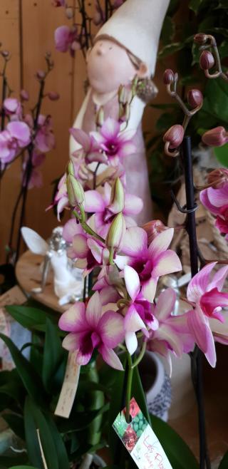 Fleuriste L'échappée fleurie 0