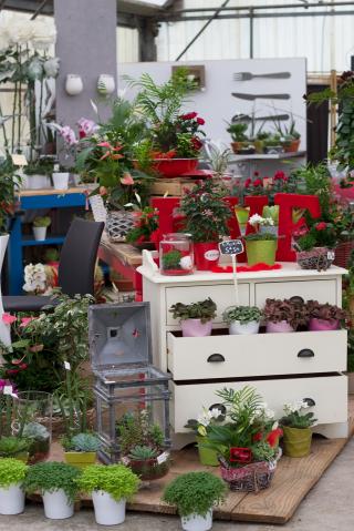 Fleuriste Maison Haas 0