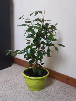 Fleuriste Fleurs de Toujours 0