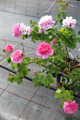 Fleuriste Ets da Ros - Roseraie Lot et Garonne Aquitaine 0