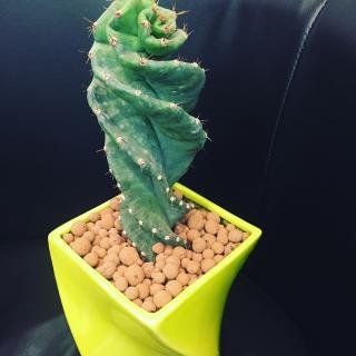 Fleuriste Céli Fleurs 0