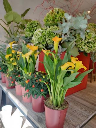 Fleuriste Lionel Canton, Artisan Fleuriste Marseille 5 ème 0