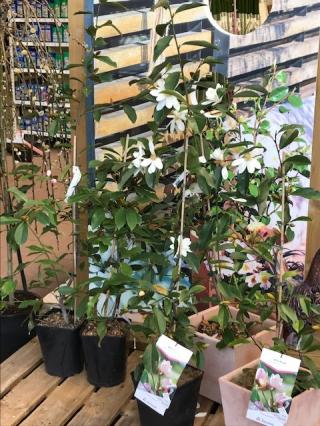 Fleuriste Truffaut 0