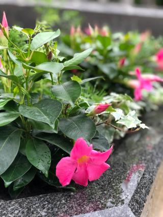 Fleuriste Pompes Funèbres et Marbrerie Colliot - Ets Brulfert - Le Choix Funéraire - Courbevoie 0