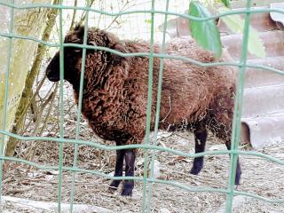 Fleuriste L'Or Vert 0