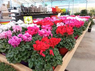 Fleuriste Jardinerie-Moulin Saint Estève 0