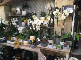 Fleuriste ABELIA DECO 0