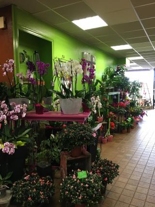 Fleuriste A Fleur de Pot 1