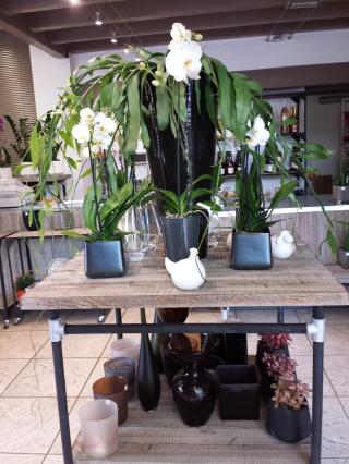 Fleuriste Aliciane 0