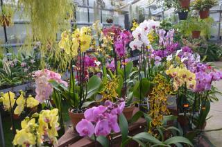 Fleuriste Les Orchidées du Val d'Yerres 1