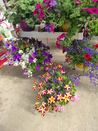 Fleuriste The Froberville Serres 0