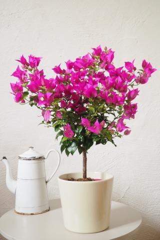 Fleuriste Kiosque à Fleurs - Fleuriste 0