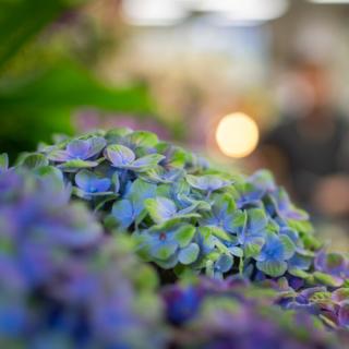 Fleuriste Aux Fleurs de Plaisance, Fleuriste Nogent sur Marne 0
