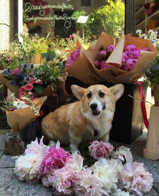 Fleuriste Saint Germain des Fleurs 0